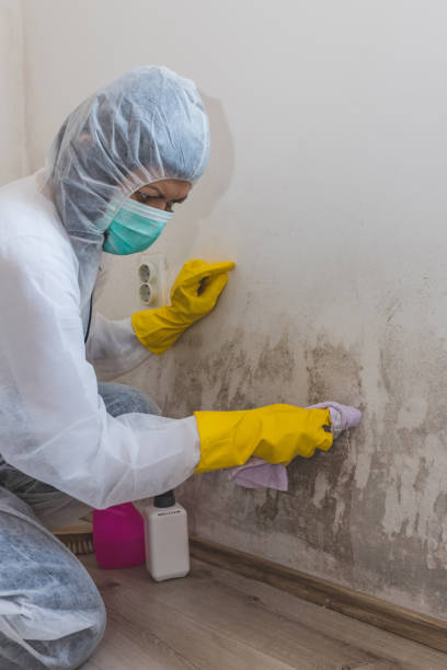 Best Mold Odor Removal Services  in Fort Payne, AL