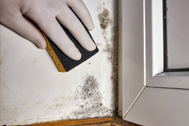 Best Mold Documentation for Insurance Claims  in Fort Payne, AL